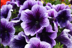 Purple Petaled Flower Scorpio Photo