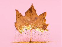 Autumn Dry Leaf With Golden Glitter Photo